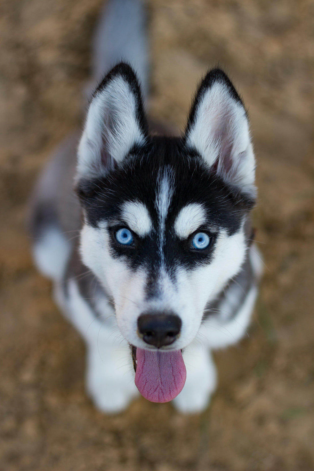 How to Embrace Your Dog's Individuality and Build a Stronger Bond in 5 Easy Steps