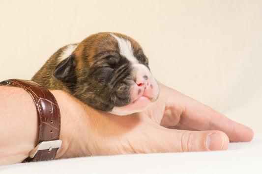 How to Raise a Happy Singleton Puppy Even If You're New to Dog Parenting: A Step-by-Step Guide