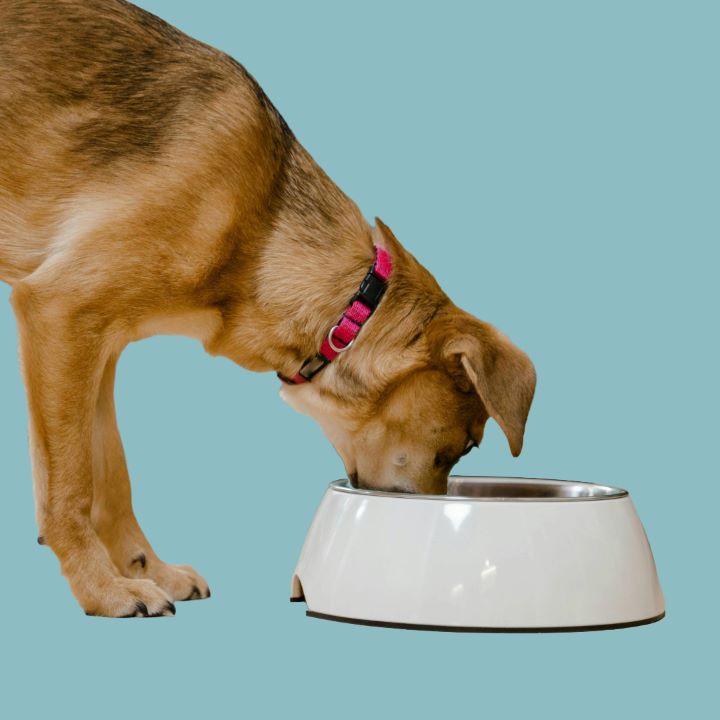 Dog eating from bowl