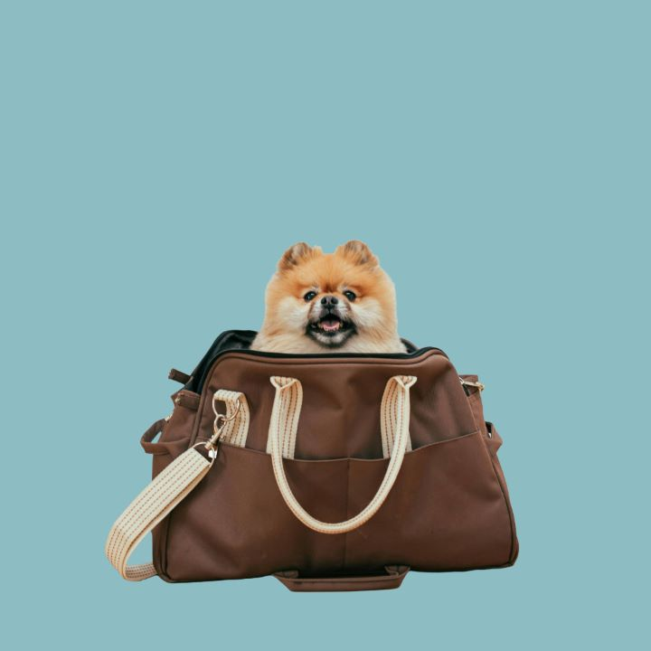 Dog in a travel bag