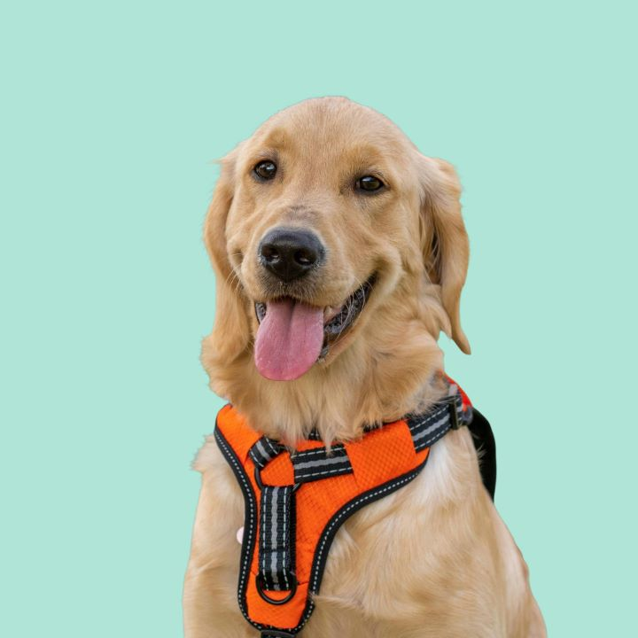 Happy dog with harness