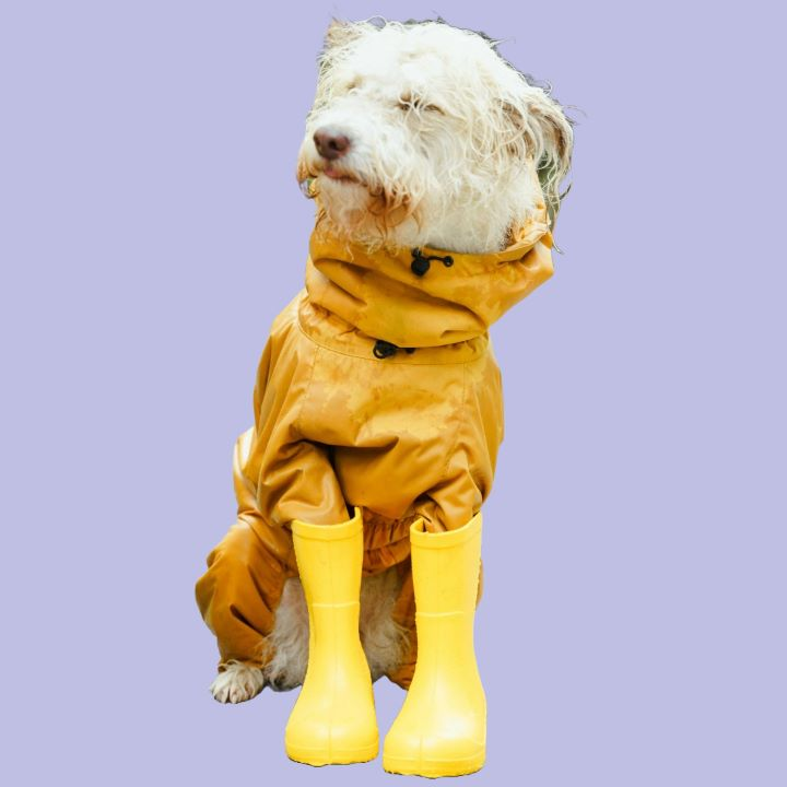 White dog wearing yellow boots