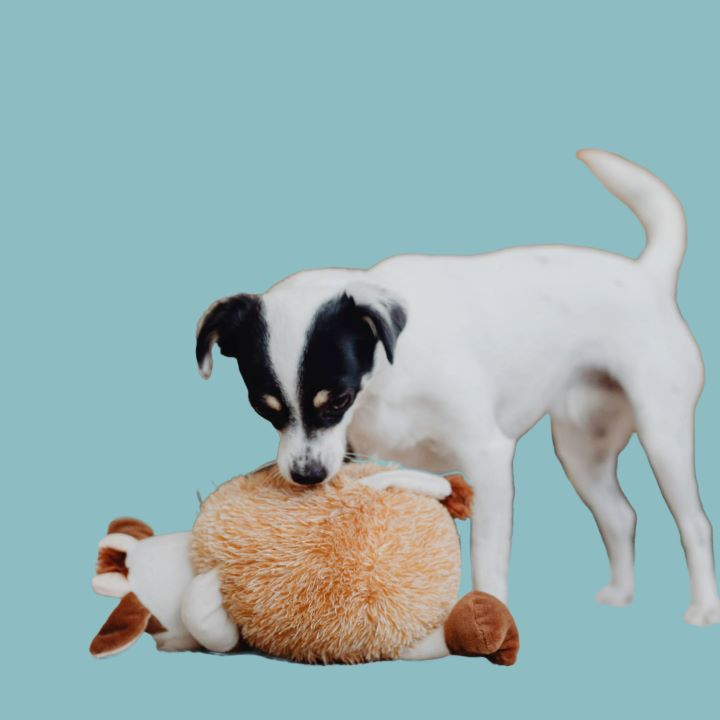 Dog playing with plush toy