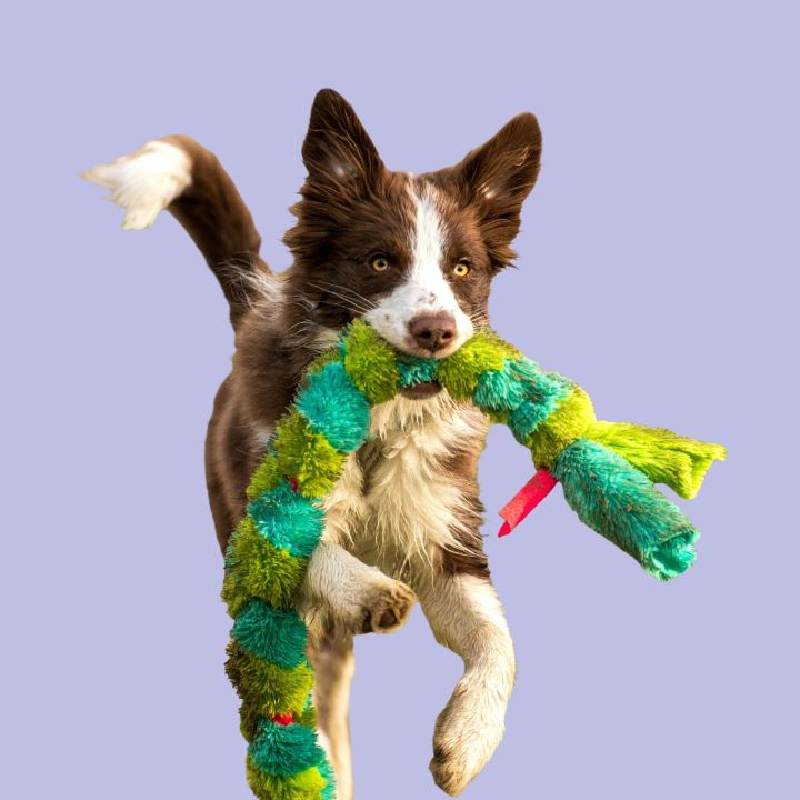 Dog carrying a rope toy