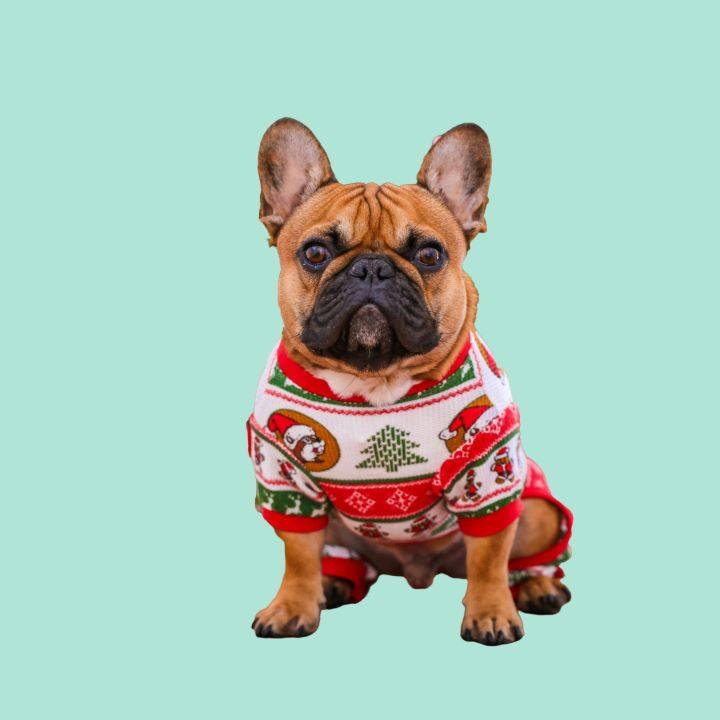 Small dog wearing christmas vest