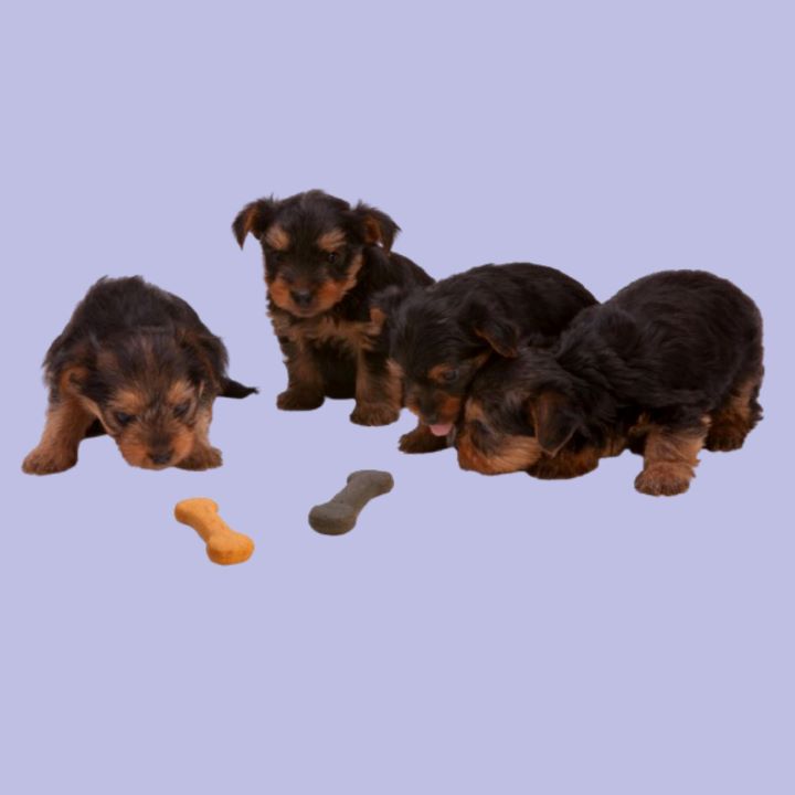 Puppies eating snacks